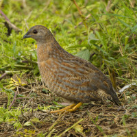 Brown Quail